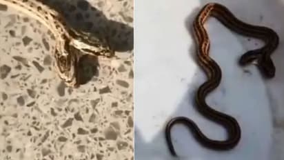 ഇരുതലയുള്ള പാമ്പിനെ കുടത്തിലടച്ചു; നാട്ടുകാരെ കാണിക്കുന്നതിനിടെ പണി പാളി...