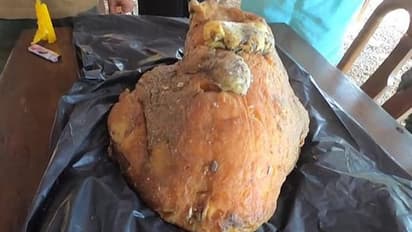 Ambergris Selling Gang: ರಾಜ್ಯದಲ್ಲಿ 10 ಕೋಟಿ ಮೌಲ್ಯದ ತಿಮಿಂಗಿಲ ವಾಂತಿ ಜಪ್ತಿ