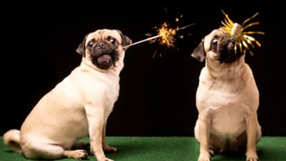 Here's how you can make your four-legged friends feel at ease this Diwali