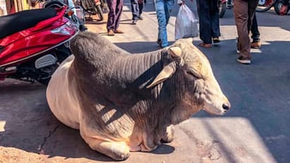 গোসেবা করতে গিয়ে খোয়া গেল ৪০ গ্রাম সোনা, এখন গোবরই ভরসা গয়নার মালিকের