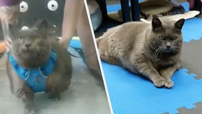 ദിവസവും വ്യായാമം ട്രെഡ്മില്ലിൽ; വീഡിയോ കാണാം