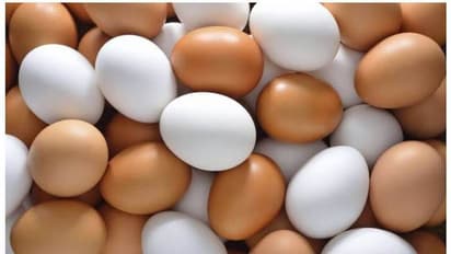 Brown and white eggs: வெள்ளை முட்டையா..? பிரவுன் முட்டையா? எது பெஸ்ட்..! முட்டை பிரியர்கள் தெரிஞ்சுக்கோங்க...