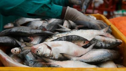 ಉಡುಪಿ: ಗೋಹತ್ಯೆ ವಿರೋಧಿಸಿದ್ದಕ್ಕೆ ಮೀನು ಖರೀದಿಗೆ ಬಹಿಷ್ಕಾರ