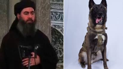 బాగ్దాదీకి చావును పరిచయం చేసింది ఈ కుక్కే