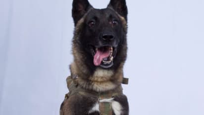 'ഐഎസ് തലവനെ വധിക്കാന് സഹായിച്ചത് ഇവന്'; നായയുടെ ചിത്രം ട്വീറ്റ് ചെയ്ത് ട്രംപ്