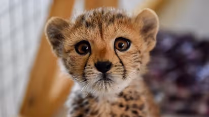 ಮೈಸೂರು: ಮೂರು ವರ್ಷದ ಗಂಡು ಚಿರತೆ ಬೋನಿಗೆ