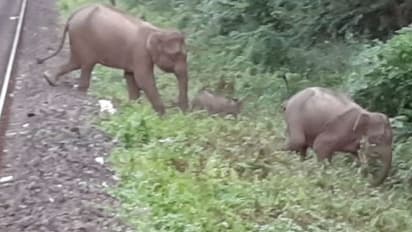 ময়নাগুড়িতে এক রাতে হাতির তাণ্ডবে দম্পতি-সহ মৃত ৩
