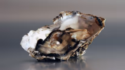 প্রয়োজনে হোক বা প্রসাধণী হিসেবে, না ঠকে বেছে নিন খাঁটি মুক্তো