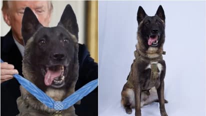 ബാഗ്ദാദിയെ കൊലപ്പെടുത്താന് സഹായിച്ച നായ ചികിത്സയ്ക്ക് ശേഷം ജോലിയില് തിരികെയെത്തി