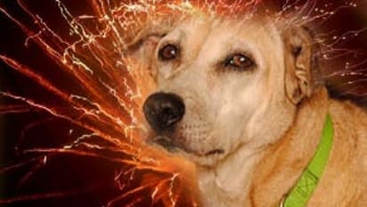 ನಾಯಿ ಬಾಲಕ್ಕೆ ಪಟಾಕಿ ಕಟ್ಟಿವಿಕೃತಿ: ಮೂವರು ವಿದ್ಯಾರ್ಥಿಗಳ ವಶ