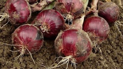 ಧಾರಾಕಾರ ಮಳೆ: ಕೊಳೆತ ಈರುಳ್ಳಿ ಬೆಳೆ, ಕಣ್ಣೀರಿಟ್ಟ ಅನ್ನದಾತ