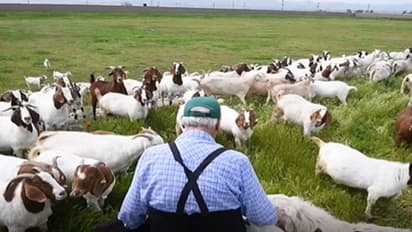കാട്ടുതീയിൽ നിന്ന് കാലിഫോർണിയയിലെ പ്രശസ്ത ലൈബ്രറിയെ സംരക്ഷിച്ചത് അഞ്ഞൂറോളം വരുന്ന ആടുകൾ?