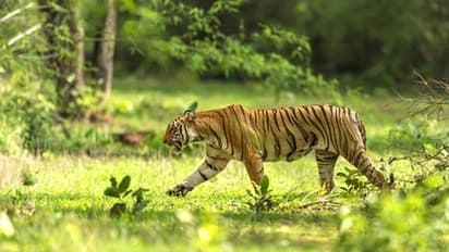 Image of Royal Bengal