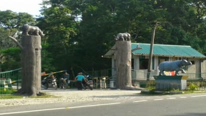 জলদাপাড়া অভয়ারণ্যে গন্ডারকে গুলি করে মারল চোরাশিকারীরা