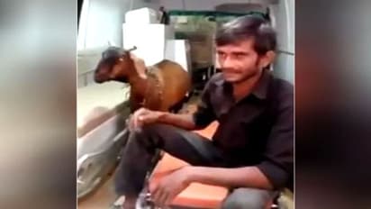 मजाक नहीं है ये खबर, 2 लोगों के झगड़े में घायल हुई बकरी तो मंगाना पड़ा एम्बुलेंस