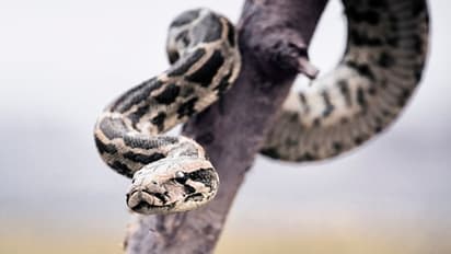 ভালোবাসায় চরম সর্বনাশ, পোষা পাইথনের আদরে প্রাণ গেল সুন্দরীর