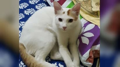 হারিয়ে গিয়েছে আদরের মিনি, নগদ পুরস্কার ঘোষণা অতিরিক্ত জেলাশাসকের