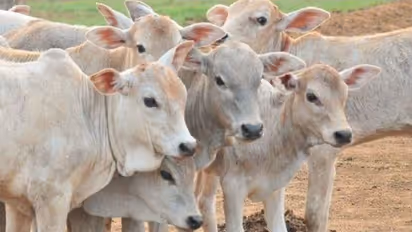 ಕೈ ಬೀಸಿ ಕರೆಯುತ್ತಿದೆ ಧಾರವಾಡ ಕೃಷಿ ಮೇಳ: ಗಮನ ಸೆಳೆದ ಜಾನುವಾರು ಪ್ರದರ್ಶನ