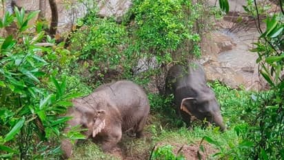 షాకింగ్ : అసోం అడవుల్లో 18 ఏనుగులు అనుమానాస్పద మృతి.. !!