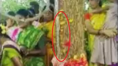 ಚಾಮರಾಜನಗರ: ಬೇವಿನ ಮರದಲ್ಲಿ ಹಾಲಿನ ರೂಪದ ದ್ರವ!