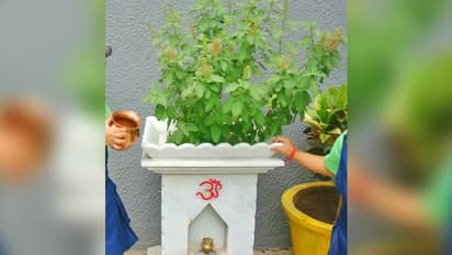 সুখ ও সমৃদ্ধি লাভ হবে সহজেই, এই পদ্ধতিতে করুন তুলসীর উপাসনা