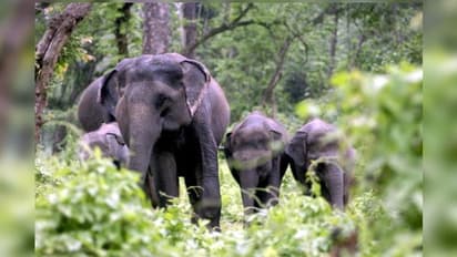 വന്യജീവി ആക്രമണം: അഞ്ച് വർഷത്തിനിടെ കേരളത്തിൽ 486 പേര് മരിച്ചെന്ന് കേന്ദ്ര സര്ക്കാര്