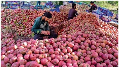 പുനഃസംഘടനയും ആക്രമണങ്ങളും തിരിച്ചടിയായി; കശ്മീരിലെ ആപ്പിള് വിപണിക്ക് കോടികള് നഷ്ടം