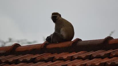 കുരങ്ങന്റെ കയ്യിൽനിന്ന് കല്ല് താഴെ വീണു; നാല് മാസം പ്രായമുള്ള കുഞ്ഞിന് ദാരുണാന്ത്യം
