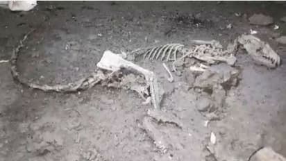 পরিত্যক্ত বাড়িতে 'ডাইনোসরের ফসিল', দিনভর চাঞ্চল্য আমডাঙায়