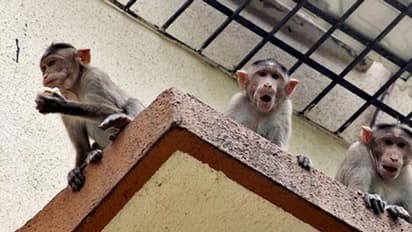 ತಮಾಷೆಯಲ್ಲ! ಮಂಗ ಮಾಡಿದ ಚೇಷ್ಟೆಗೆ ನಾಲ್ಕು ತಿಂಗಳ ಮಗು ಬಲಿ