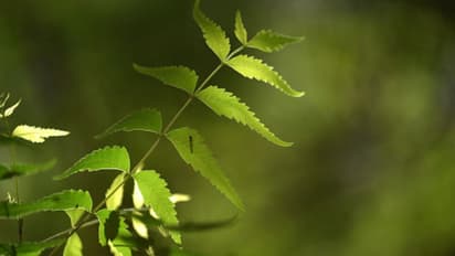 ডায়াবেটিস, হার্ট ডিজিজ আর ক্য়ানসারের হাত থেকে রক্ষা করে নিম