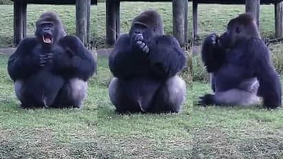 'തനിക്ക് ഭക്ഷണം എറിഞ്ഞ് നൽകരുത്'; സന്ദർശകരോട് ആംഗ്യഭാഷയിൽ അഭ്യർത്ഥിച്ച് ഗോറില്ല