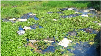 റോഡിലും പാടങ്ങളിലും മാലിന്യം തള്ളുന്നത് വ്യാപകമാകുന്നു; പൊറുതിമുട്ടി നാട്ടുകാര്