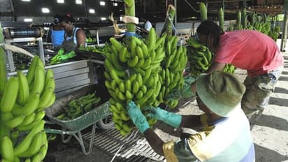 ഇത് മറ്റൊരു എന്മകജെ? തളിച്ചത്, നൂറ്റാണ്ടുകളോളം ദൂഷ്യഫലങ്ങളുണ്ടാക്കിയേക്കാവുന്ന കീടനാശിനി