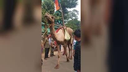 প্রচারের শুরুতেই বিধিভঙ্গের অভিযোগ, খড়গপুরে তৃণমূল প্রার্থীর মিছিলে উট