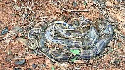 ঝাড়গ্রামে নয়ানজুলি থেকে উদ্ধার ১০ ফুটের পাইথন, বিশাল সাপ দেখতে ভিড় গ্রামবাসীদের