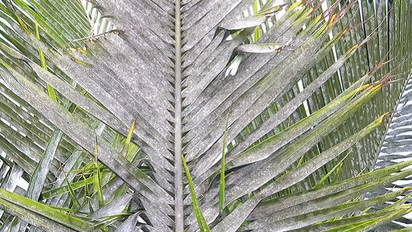 Making straws out of fallen coconut leaves: How a Bengaluru startup is proves itself unique