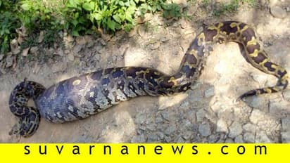 ಚಿಕ್ಕಮಗಳೂರು : ಭಾರೀ ಗಾತ್ರದ ಹೆಬ್ಬಾವು ಪತ್ತೆ