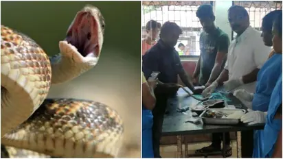 உயிருக்கு போராடிய நல்லபாம்பிற்கு உதவிய பொதுமக்கள்..! கால்நடை மருத்துவமனையில் அறுவைசிகிச்சை..!