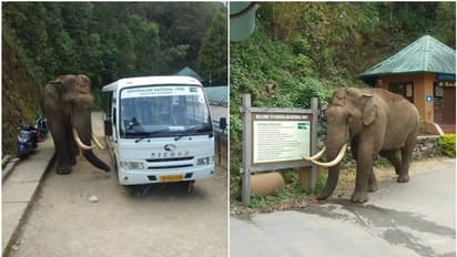 ടിക്കറ്റ് കൗണ്ടറിന് മുന്നില് ആന; ചിതറിയോടി വിനോദസഞ്ചാരികള്