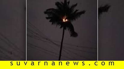 ಬೆಂಕಿ ಹೊತ್ತಿ ಧಗಧಗನೆ ಉರಿದ ತೆಂಗಿನ ಮರ