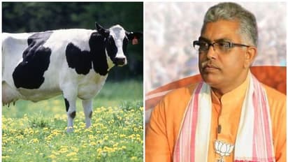 'ജഴ്സിപ്പശുക്കൾ ഗോമാതാക്കളല്ല, കൗ-ആന്റിമാർ, അവരെ ആരാധിക്കുന്നത് രാജ്യത്തിന് ദോഷം ചെയ്യും' എന്ന് ബിജെപി ബംഗാൾ അധ്യക്ഷൻ ദിലീപ് ഘോഷ്