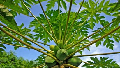 শুধু ডেঙ্গু রোধে নয়, বহু রোগ সারাতে কার্যকরী পেঁপে পাতা