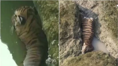 35 അടി ഉയരത്തില് നിന്ന് നദിയിലേക്ക് ചാടി, പാറക്കൂട്ടത്തിനിടയില്പ്പെട്ട കടുവ ചത്തു