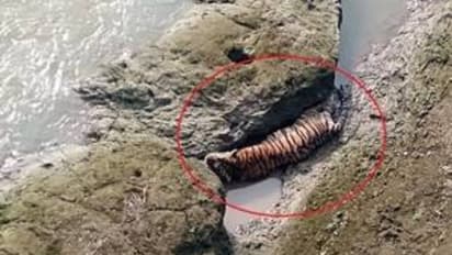 പാലത്തില് നിന്ന് ചാടിയത് നദിയിലെ പാറക്കെട്ടിലേക്ക്; പരിക്കേറ്റ കടുവ ചത്തു