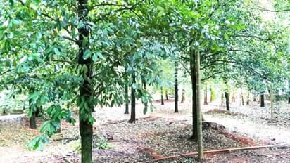 കൊരട്ടിയില്‍ കാണാതായ നാല് വിദ്യാര്‍ത്ഥികളെ ജാതിക്ക തോട്ടത്തില്‍ നിന്നും കണ്ടെത്തി