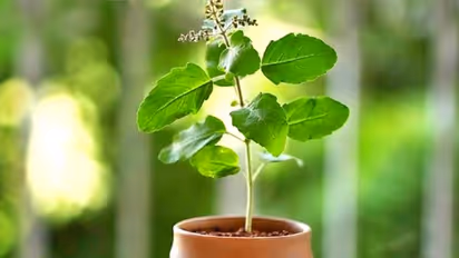 বৃহস্পতিবার এই কাজের ফলেই জীবনে আসবে সাফল্য, পূরণ হবে মনের ইচ্ছেও