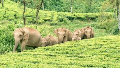 ಜಂಟಲ್‌ಮನ್ ಆನೆಗಳಿಗೆ ದಾರಿ ಬಿಡುವುದು ಮನುಷ್ಯನ ಕರ್ತವ್ಯ: ಸುಪ್ರೀಂಕೋರ್ಟ್!