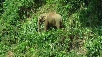 குட்டியின் யானையின் காலில் பழுத்திருக்கும் கட்டி..! வலியால் வனப்பகுதிக்குள் செல்லமுடியால் தவிப்பு..!