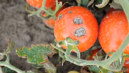 ಆಲೂ, ಟೊಮೆಟೋಗೆ ಅಂಗಮಾರಿ ರೋಗ, ಬೆಳೆ ನಾಶ